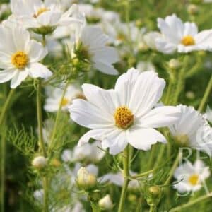 Cosmea weiß