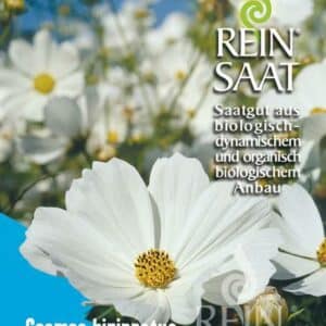 Cosmea weiß