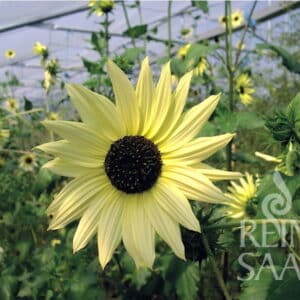 Sonnenblume Italian White
