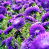 Sommerastern dunkelblau