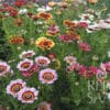 Wucherblume 