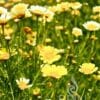 Chrysantheme, Speisechrysantheme