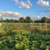 Gemüsegarten mieten in Hamburg / Barsbüttel