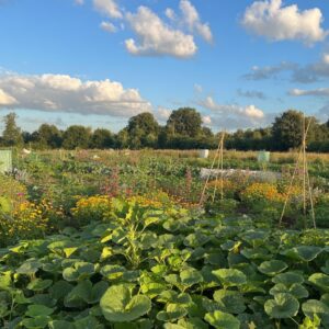 Gemüsegarten mieten in Hamburg / Barsbüttel