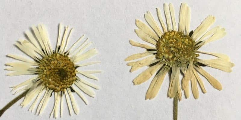 getrocknete Blüten