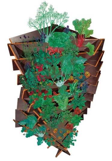 Ackerwinde Illustration Multiplex Holz