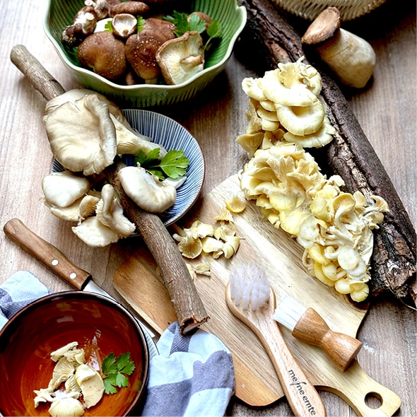 Shiitake Glückspilz-Dübel, Pilzzucht – Bild 5