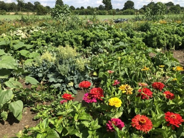 Gemüsegarten mieten in Hamburg Barsbüttel