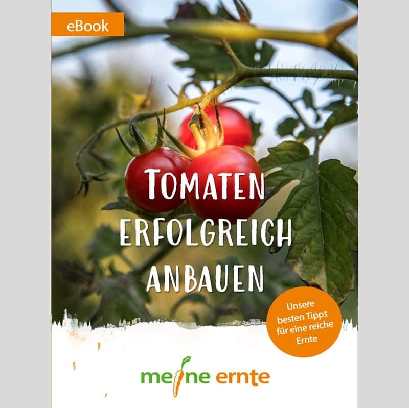 Tomaten erfolgreich anbauen – Ebook von meine ernte