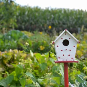 Gemüsegarten mieten in Bottrop-Kirchhellen