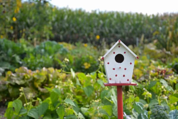 Gemüsegarten mieten in Bottrop-Kirchhellen
