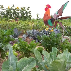 Gemüsegarten mieten in Köln