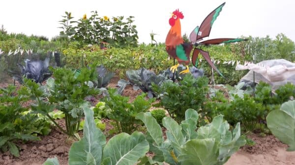 Gemüsegarten mieten in Köln