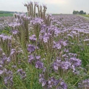 Phacelia