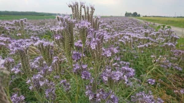 Phacelia