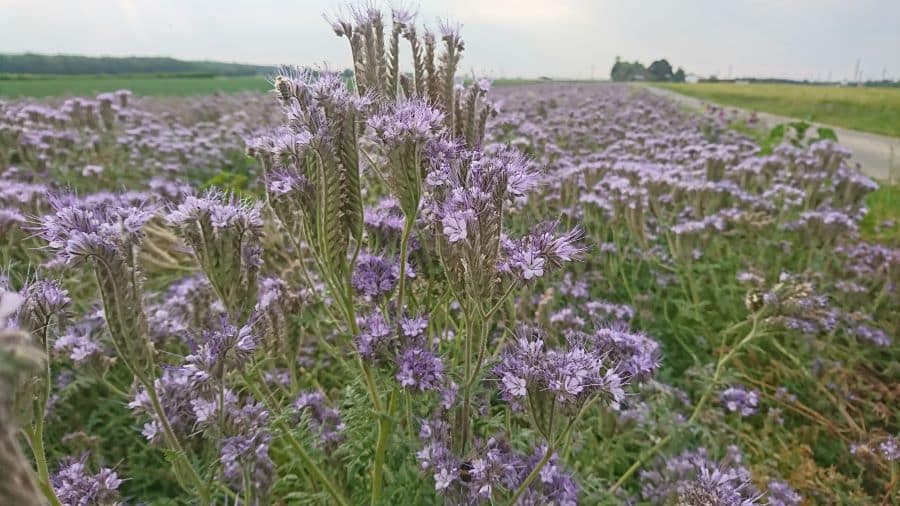 Phacelia