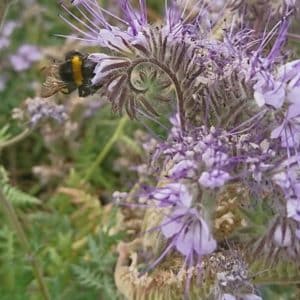 Phacelia als Gründüngung