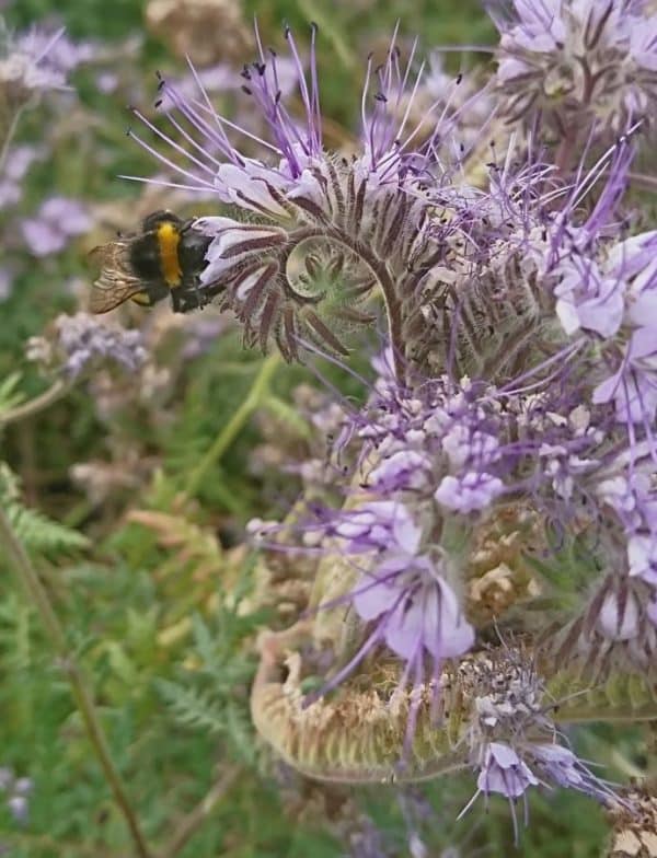 Phacelia als Gründüngung