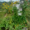 Garten mieten in Bonn-Buschdorf