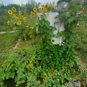 Garten mieten in Bonn-Buschdorf