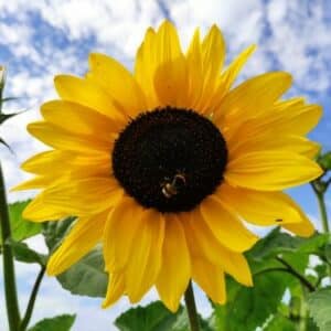 Summer Sale