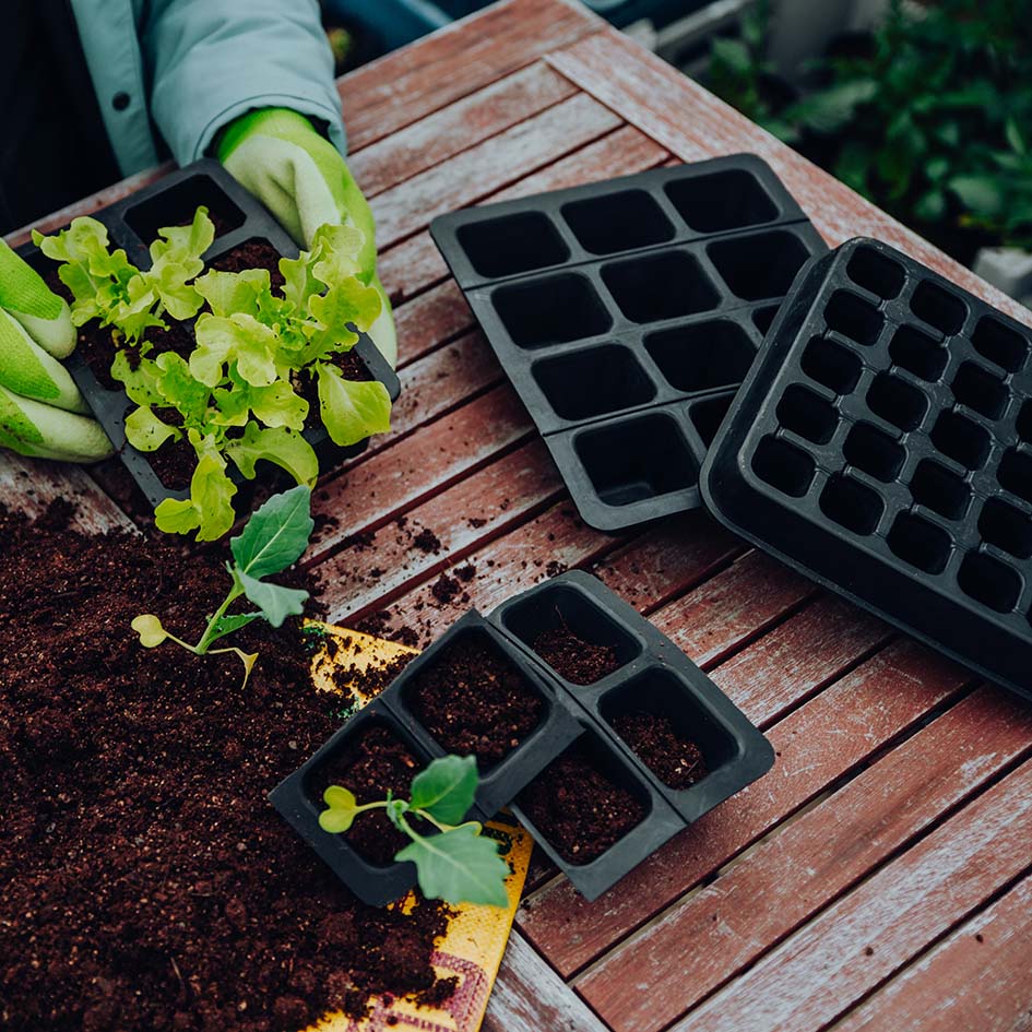 Nachhaltig gärtnern mit Kautschuk - Die Alternative zu Plastik im Gemüsegarten