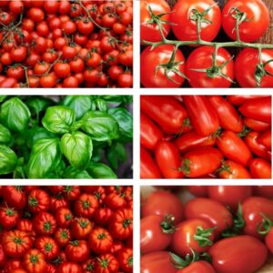 Bio-Premium-Set Tomate-Basilikum