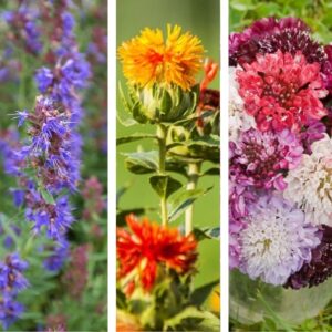 Bio-Blumen-Set I