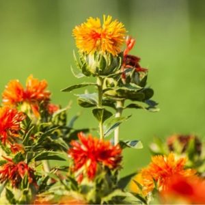 Alternative view of Bio-Blumen-Set I