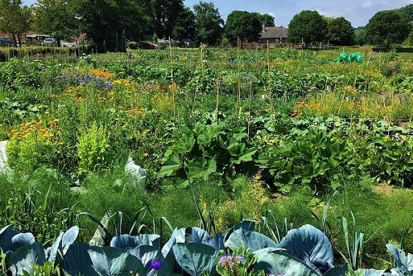 GartenmietenAachen35 meineernte.de
