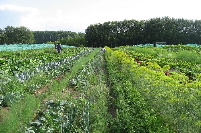 GartenmietenBerlinWartenbergmeineernte26 meineernte.de