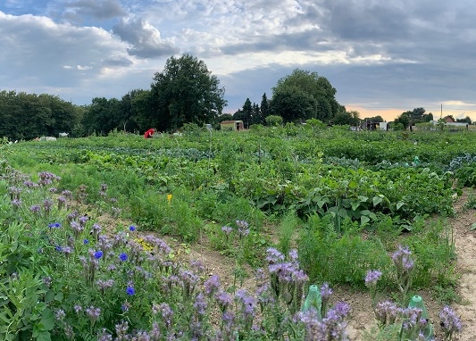 GartenmietenBochummeineernte27 meineernte.de