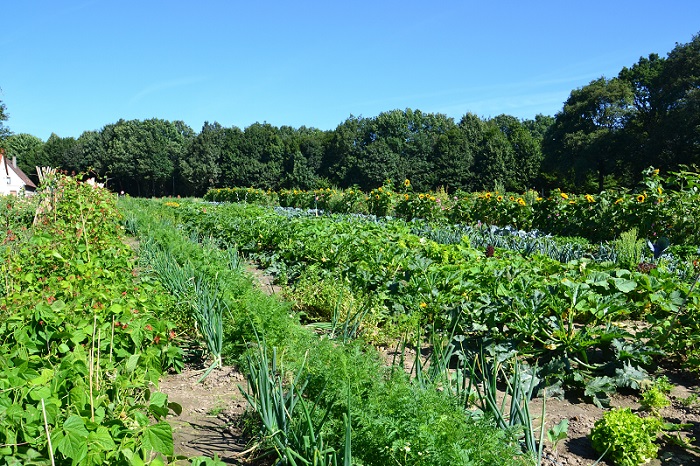 GartenmietenBochummeineernte37 meineernte.de