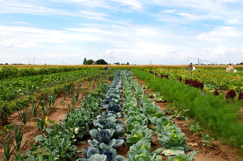 GartenmietenBonnBuschdorfmeineernte26 meineernte.de
