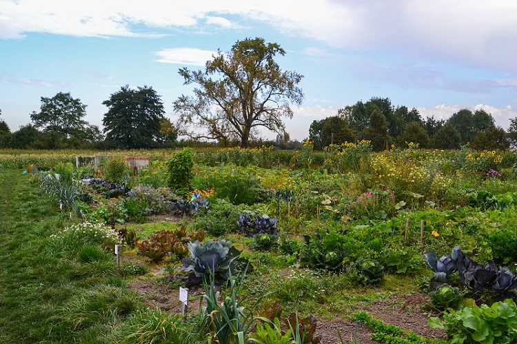 GartenmietenDortmundmeineernte16 meineernte.de