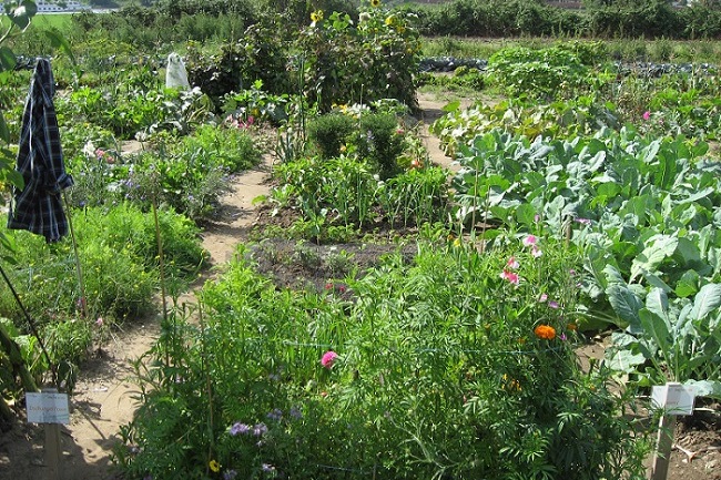 GartenmietenDuesseldorfVolmerswerthmeineernte16 meineernte.de