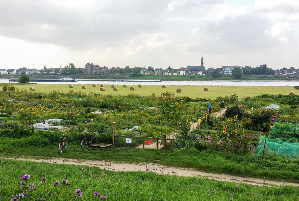 GartenmietenDuesseldorfVolmerswerthmeineernte46 meineernte.de