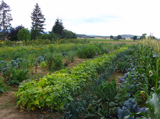 GartenmietenHannovermeineernte36 meineernte.de