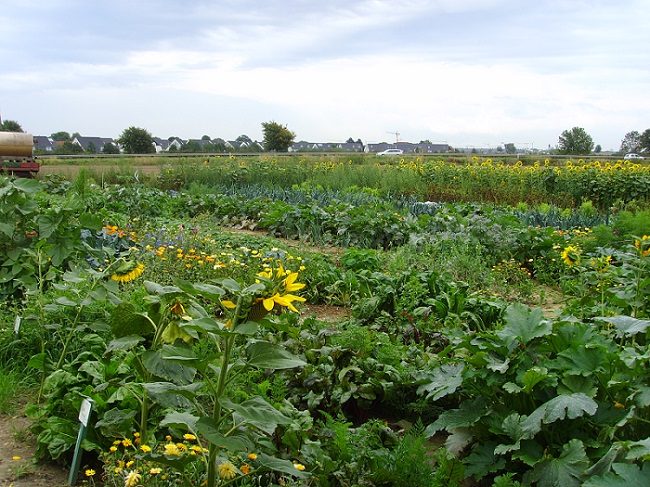 GartenmietenKoelnmeineernte16 meineernte.de