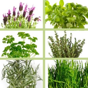 Bio-Premium-Set Kräutergarten