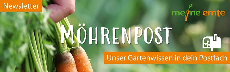 meine ernte Möhrenpost Newsletter