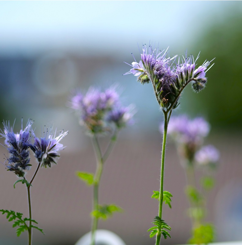 Phacelia