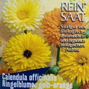 Blume Ringelblume gelb/orange (Calendula officinalis)