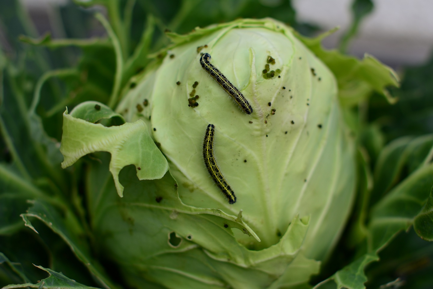 Was für ein Käfer ist das, kann der Schaden anrichten? (Biologie