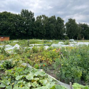 Gemüsegarten mieten in Herne