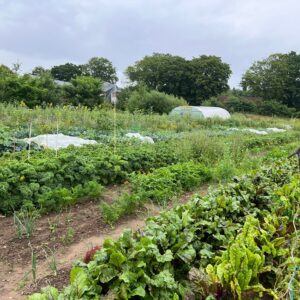 Bio-Gemüsegarten mieten in Kiel