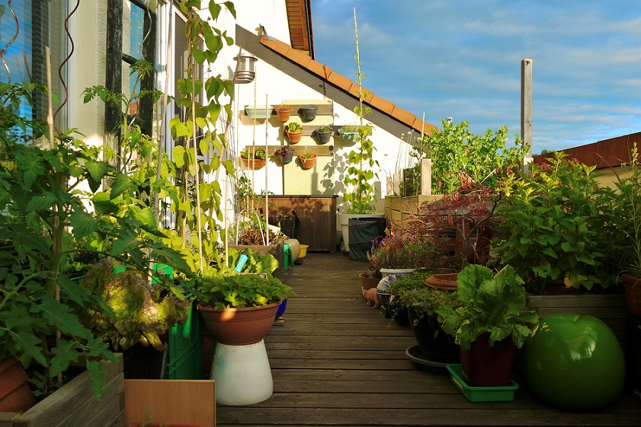 Gemüse am Balkon