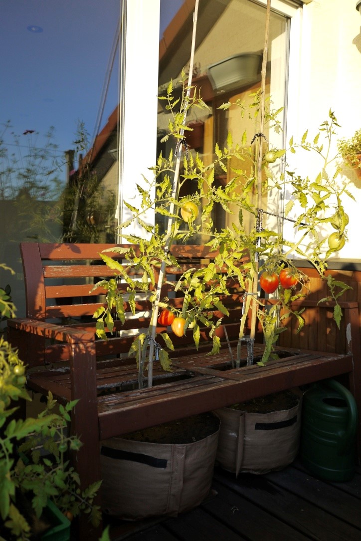 Tomaten anbauen auf dem Balkon