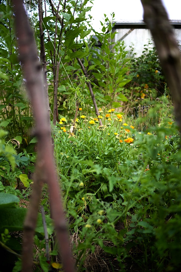 Permakultur im Garten