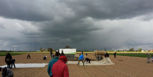 Gemüse und Wetter